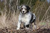 BERGER AUSTRALIEN PUPPIES 406